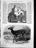 Antique Print Allhallows Staining Church Mark Lane Prince Alfreds Stag 1870