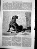 Original Old Antique Print Catching Flies B Riviere Thin Dog Ragged Coat 1870