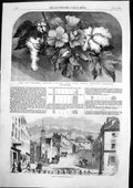 Old Antique Print Street Baltimore Maryland U S Cotton Plant Blossom 1856 19th