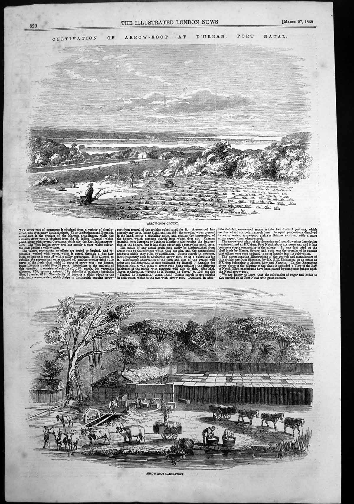 Antique Old Print Cultivation Arrow-Root D'Urban Port Natal Laboratory 1858
