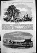 Old Antique Print Buenos Ayres Hedge Row Ox Carts Traversing Pampas 1858 19th