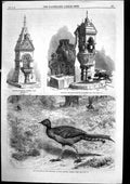 Antique Print Lyre Bird Zoo Drinking Fountain Battersea Cattle Trough 1867 19th