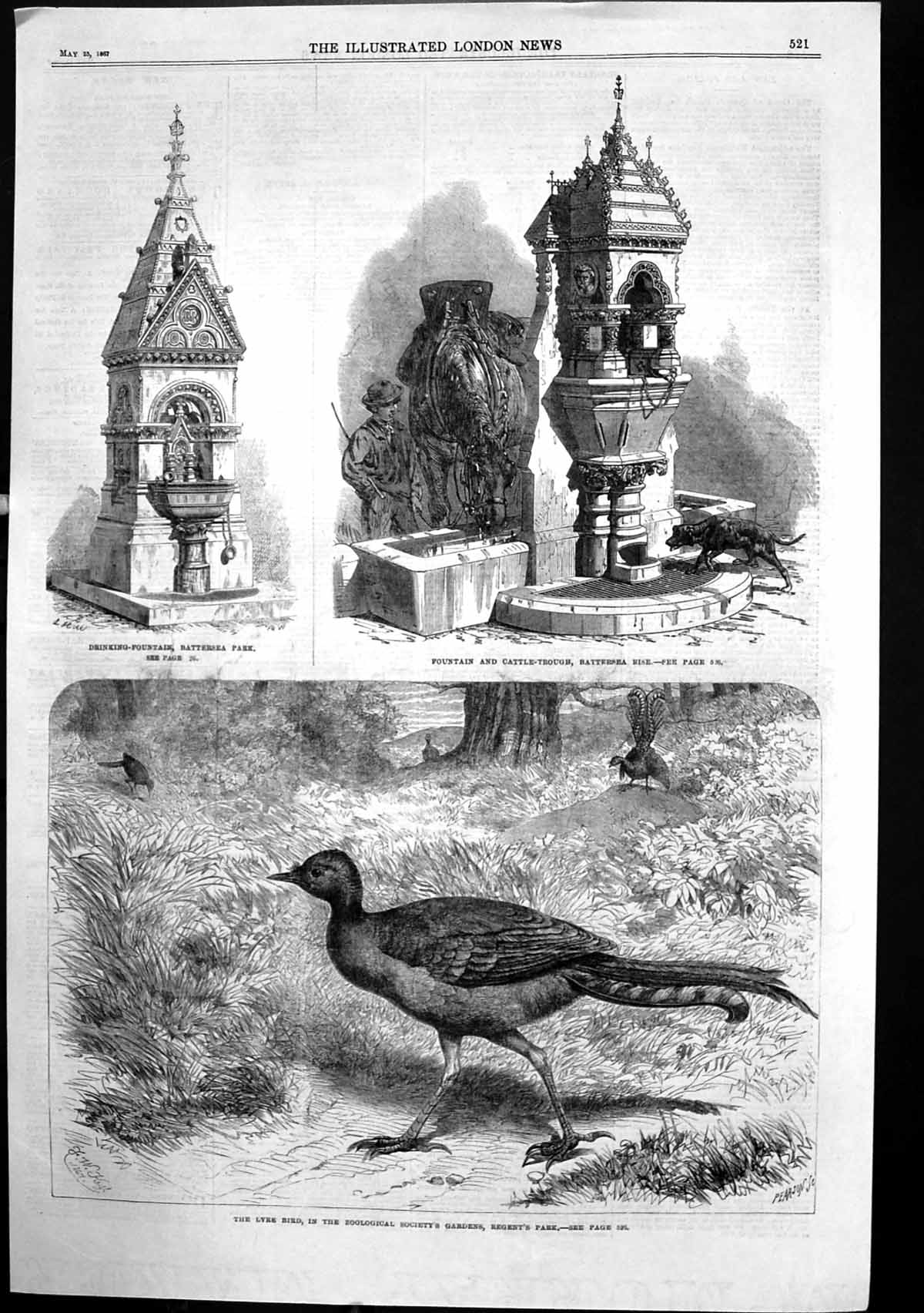 Antique Print Lyre Bird Zoo Drinking Fountain Battersea Cattle Trough 1867 19th
