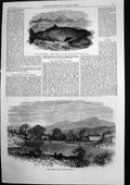 Antique Old Print Salmon Ponds New Norfolk Ziphius Tasmaniensis Dolphin 1867