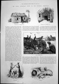 Antique Print Pioneers Hut Seals Sea-Birds Kangaroos Wombats Australia 1886