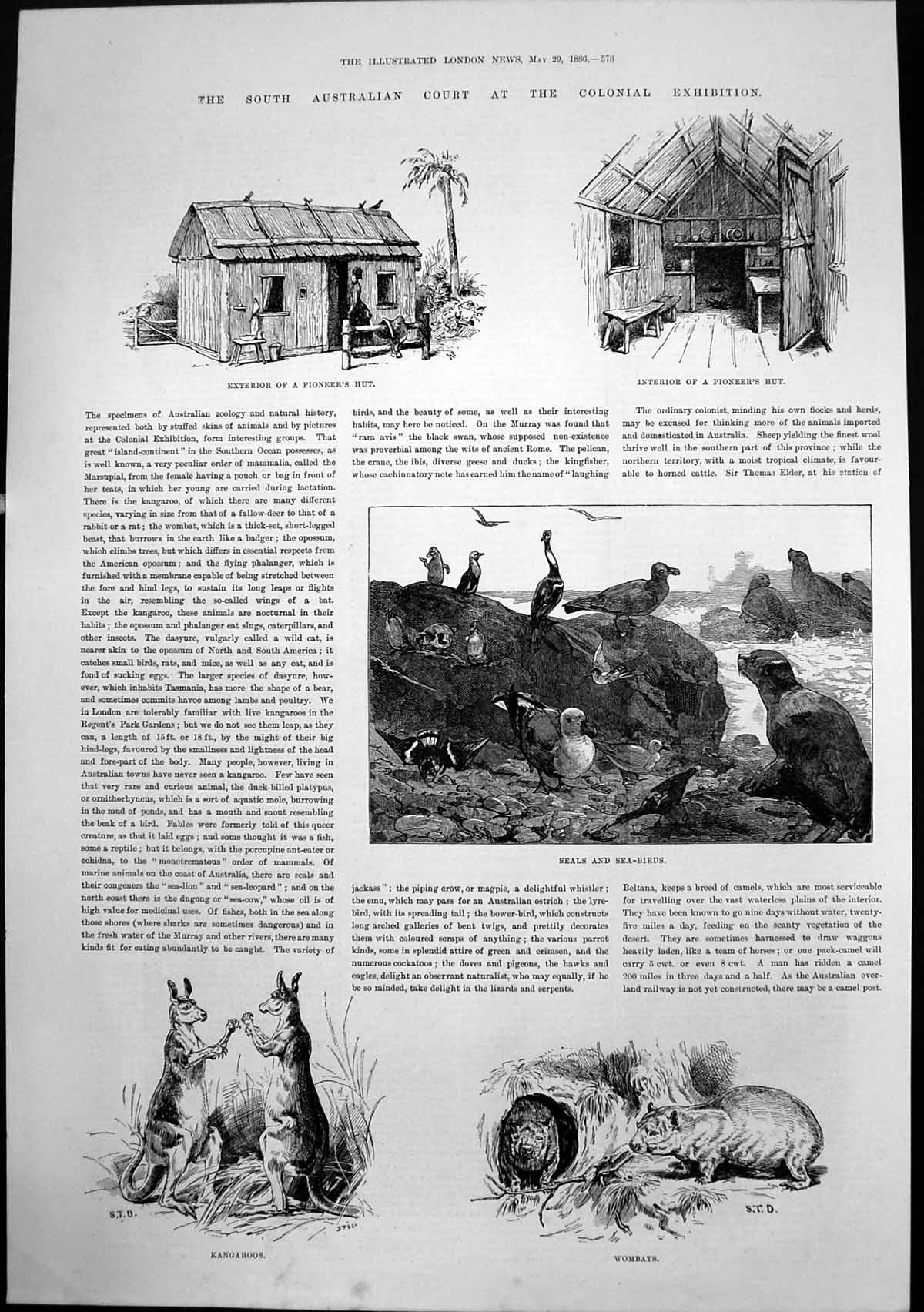 Antique Print Pioneers Hut Seals Sea-Birds Kangaroos Wombats Australia 1886