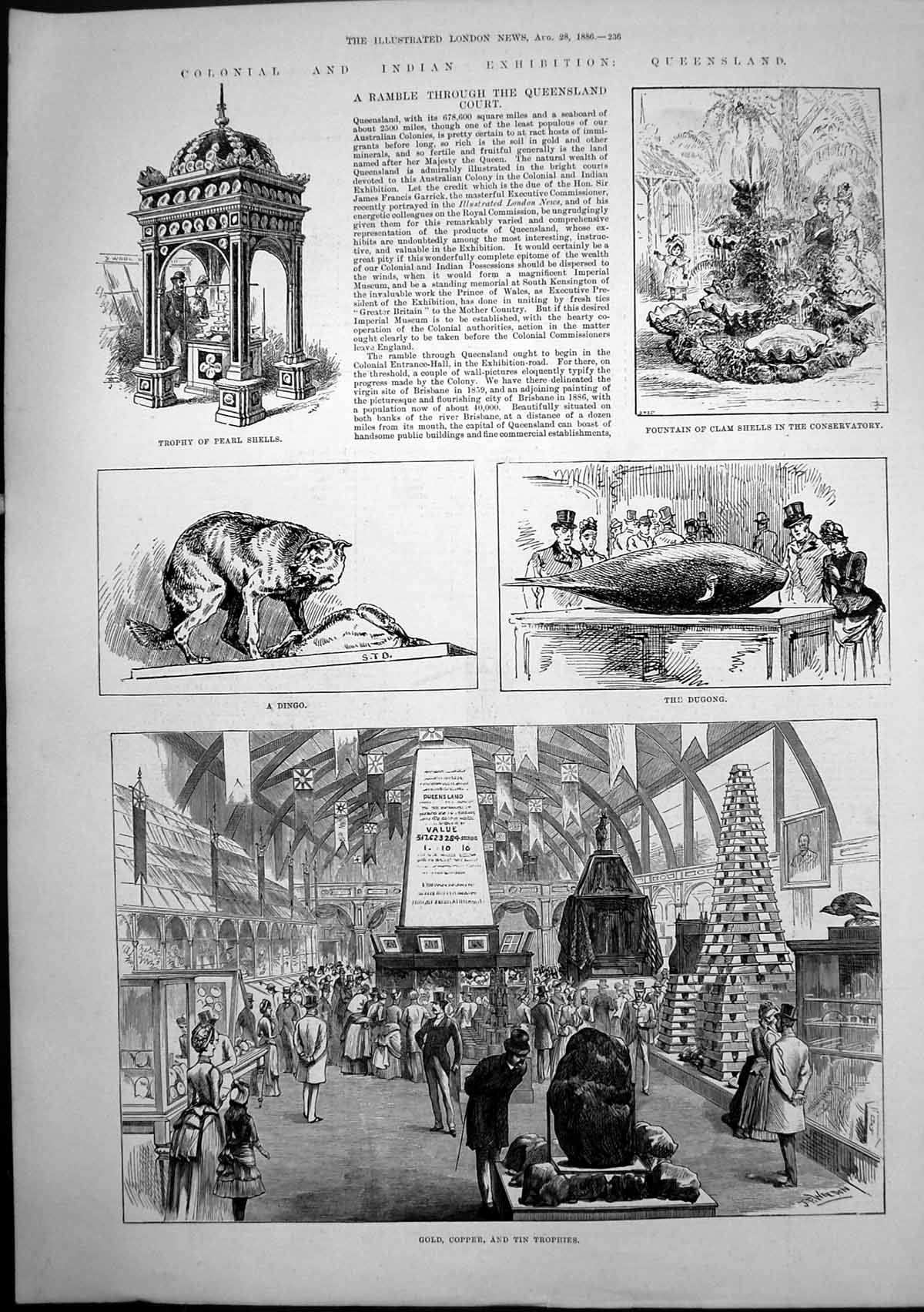 Original Old Antique Print Queensland Court Dingo Dugong GCopper Trophies 1886