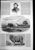 Antique Print Merino Ram Scene Murder Rev Volkner Opotiki New Zealand 1865 19th