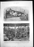 Antique Print Lioness Cub Major Lothaire Church Mission Station Congo 1895 19th
