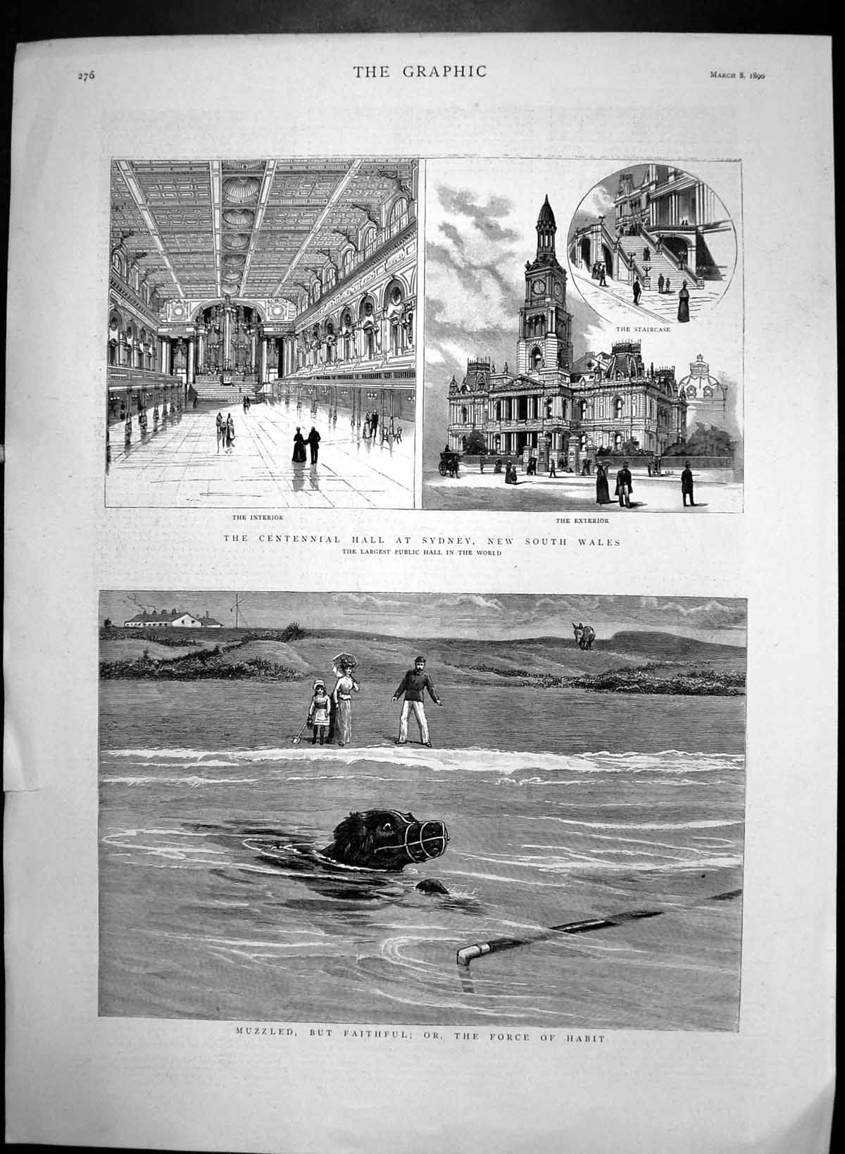 Antique Old Print Muzzled Dog Swimming Centennial Hall Sydney Australia 1890