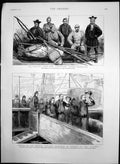 Antique Old Print Dr Nansen Exp Greenland Empress Germany Port Victoria 1888