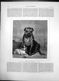 Original Old Antique Print Beauty & The Beast John Charlton Two Dogs 1874 19th