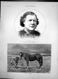 Antique Old Print Rev William M Punshon Lld Kind Enquiries Horse & Foal 1874