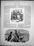 Antique Old Print Norwegian Lapps Diver Birds Blackthroated Red Throat 1870