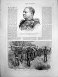 Antique Old Print Transporting Elephant Tusks To Sea Coast Cape Colony 1886