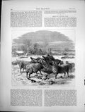 Original Old Antique Print Sheep In Winter Time Sketch 1870 19th