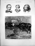 Old Print Zoo Brahmin Bull Gayal Cow Hybrid Heifer And Calf Sketches 1872 19th