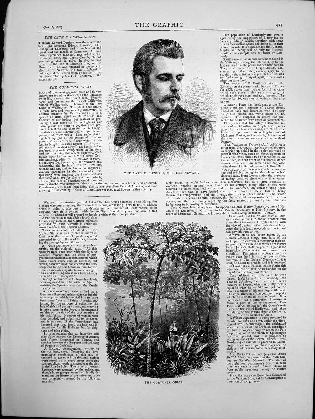 Antique Print Portrait Late E Denison Mp For Newark The Godwinia Gigas 1870