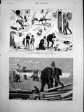 Old Elephants Moving Timber British Burmah Invisible Grey Paint 1883 Victorian