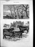 Old Print Prize Cattle Show Paris Accident On Board Thunderer Ismid 1879 19th