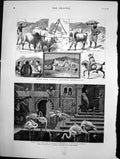 Old Pets Eastern Palace Tunisian Study Notes From Soudan Afghan 1882 Victorian