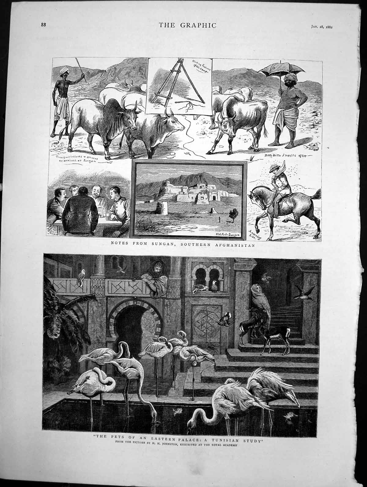 Old Pets Eastern Palace Tunisian Study Notes From Soudan Afghan 1882 Victorian
