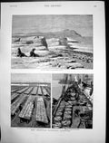Antique Old Print Seal Rockery Pribylov Islands American Fisheries Cod 1890