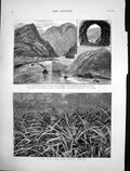 Antique Old Print Pine Apple Field Bahamas Canadian Pacific Railway Yale 1883