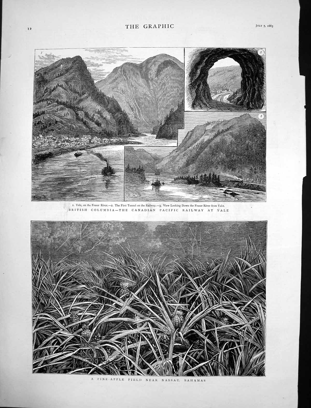 Antique Old Print Pine Apple Field Bahamas Canadian Pacific Railway Yale 1883