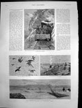 Antique Old Print Locust Plague India Randolph Churchill South Africa 1891 19th