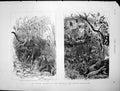 Antique Old Print Colonial Indian Exhibition Elephant Tiger Fight Jungle 1886