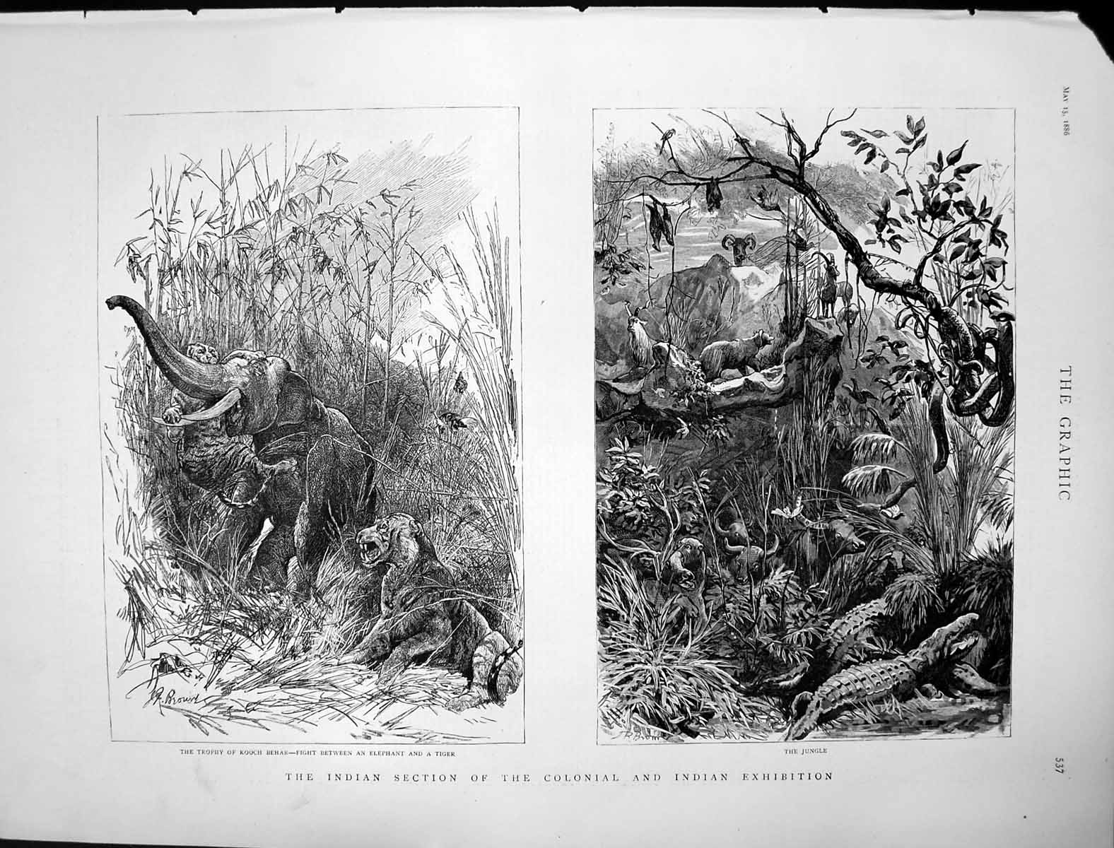 Antique Old Print Colonial Indian Exhibition Elephant Tiger Fight Jungle 1886