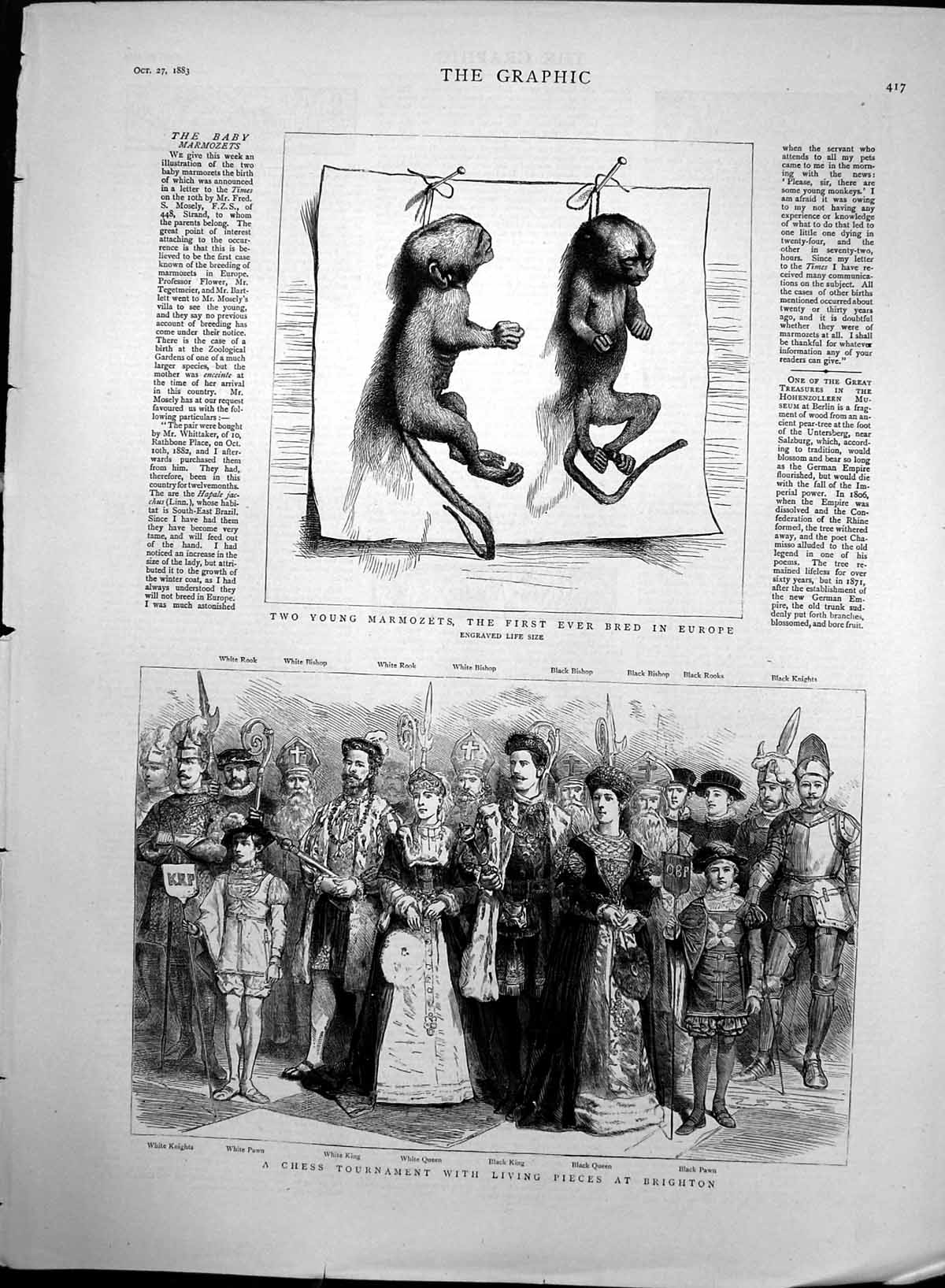 Antique Old Print Young Marmozets Chess Tournament Living Pieces Brigton 1883