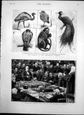 Original Old Antique Print Bradlough Oath House Commons Birds Monkey Zoo 1882