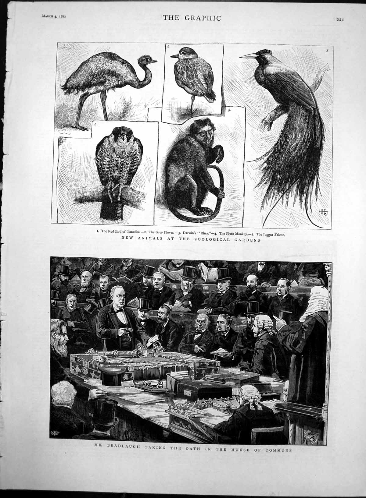 Original Old Antique Print Bradlough Oath House Commons Birds Monkey Zoo 1882