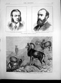 Old Antique Print Ge Legge Pearse At Norton Corsican Moufflons Zoo 1872 19th