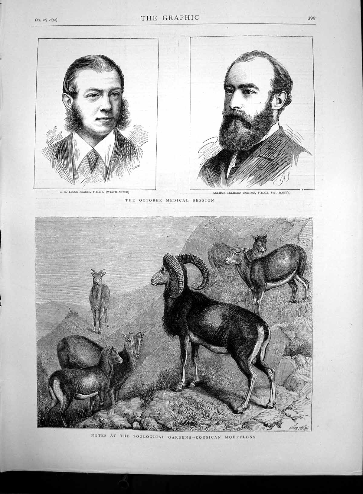 Old Antique Print Ge Legge Pearse At Norton Corsican Moufflons Zoo 1872 19th