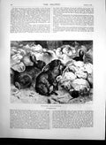 Original Old Antique Print Winter Gardeners Harrison Weir Hares & Mouse 1869