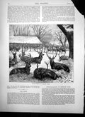 Original Old Antique Print Winter Feeding Windsor Park Deer In Snow 1870 19th