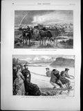 Old Cattle Normandy Drawing Net Loch Brora Queens Visit Dunrobin 1872 Victorian