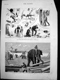 Antique Old Print Elephants Moving Timber Moulmein Burmah Grey War Paint 1883