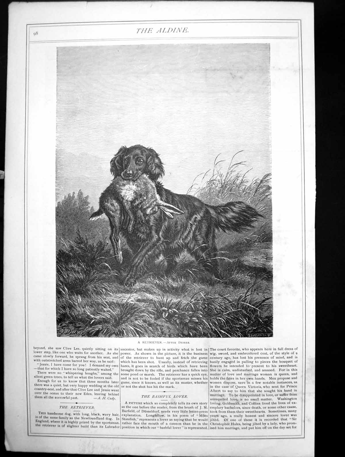 Antique Old Print Retriever After Deiker Long Black Wavy Hair Hare In Mouth