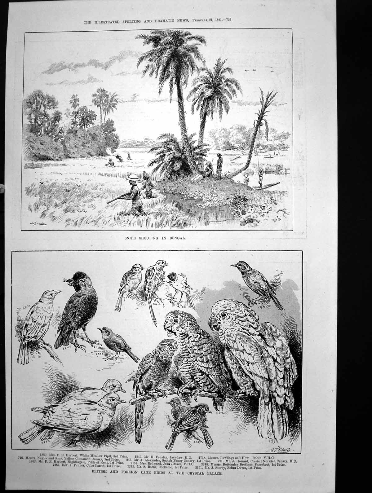 Old Snipe Shooting Bengal British Foreign Cage Birds Crystal Palace