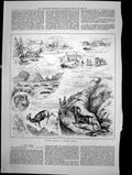 Old Stalking Bighorn Northern Dakota Poisoning Wolves Cattle Ranch188 Victorian