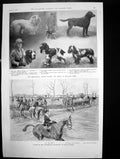 Old Print Meet Atherstone Foxhounds Orton Spinney Kensington Dog Show1920 20th