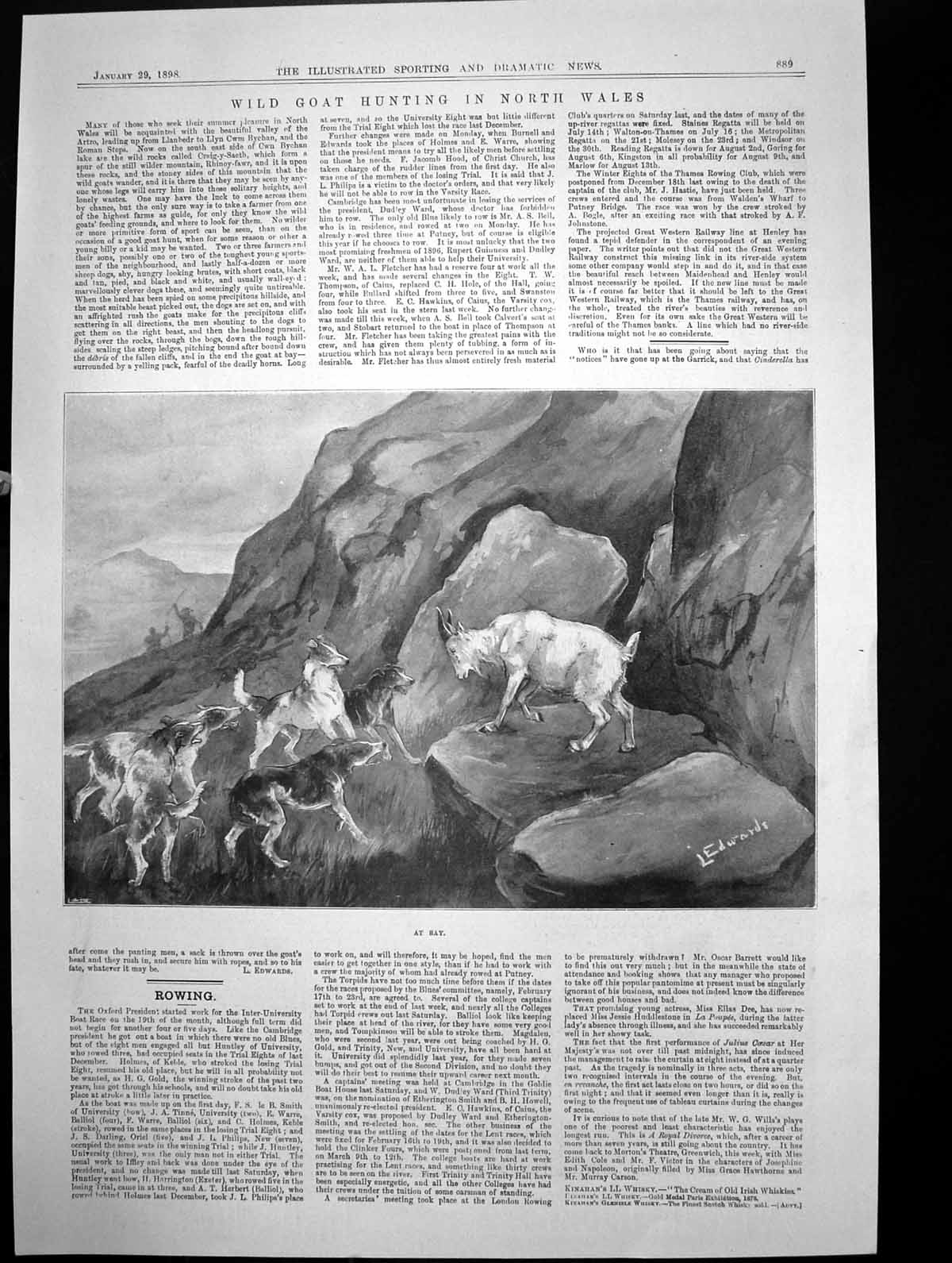 Original Old Antique Print Wild Goat Hunting North Wales At Bay Dogs Goat 1898