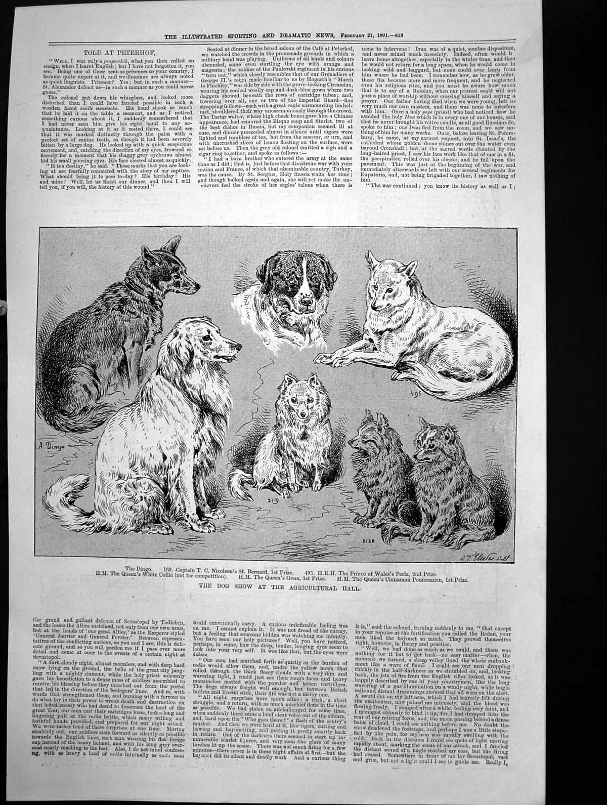 Old Print Dog Show Agricultural Hall Capt Nicolsons St Bernard Dingo 1891 19th