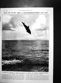 Antique Print Record Highjump Porpoise Florida Ladies Retirementtheatre1940