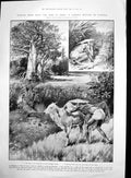 Antique Old Print Snarling Birds Zebu India Ladies Fashion Evening Gown 1905