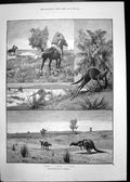 Old Print Kangaroo Hunting Australia Gainsford Bruce Qc Edith Brill 1892 19th